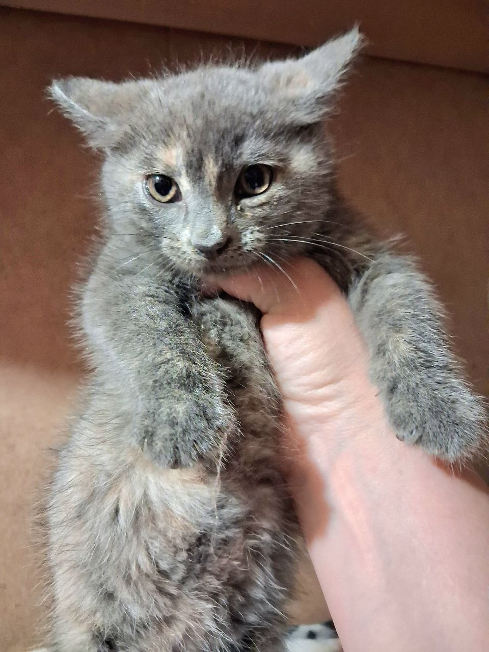 St. Petersburg and Leningrad Region. Three kittens from Krasny Bor are looking for a forever home. TG marusyabagrova. NO RATING. - My, cat, Animal Rescue, Helping animals, Animals, In good hands, No rating, Leningrad region, Saint Petersburg, Longpost