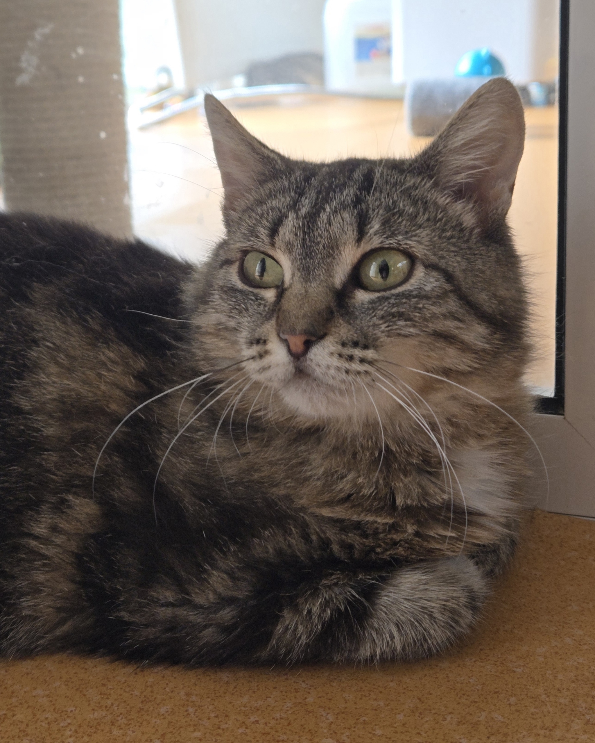 Bengal crossbreed cat looking for a home! Moscow, Moscow region - My, Moscow region, The rescue, Animal Rescue, Shelter, Moscow, cat, In good hands, No rating, Help, Helping animals, Homeless animals, Animal shelter, Pets, Good league, Longpost
