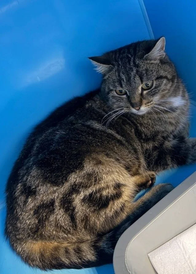 Bengal crossbreed cat looking for a home! Moscow, Moscow region - My, Moscow region, The rescue, Animal Rescue, Shelter, Moscow, cat, In good hands, No rating, Help, Helping animals, Homeless animals, Animal shelter, Pets, Good league, Longpost
