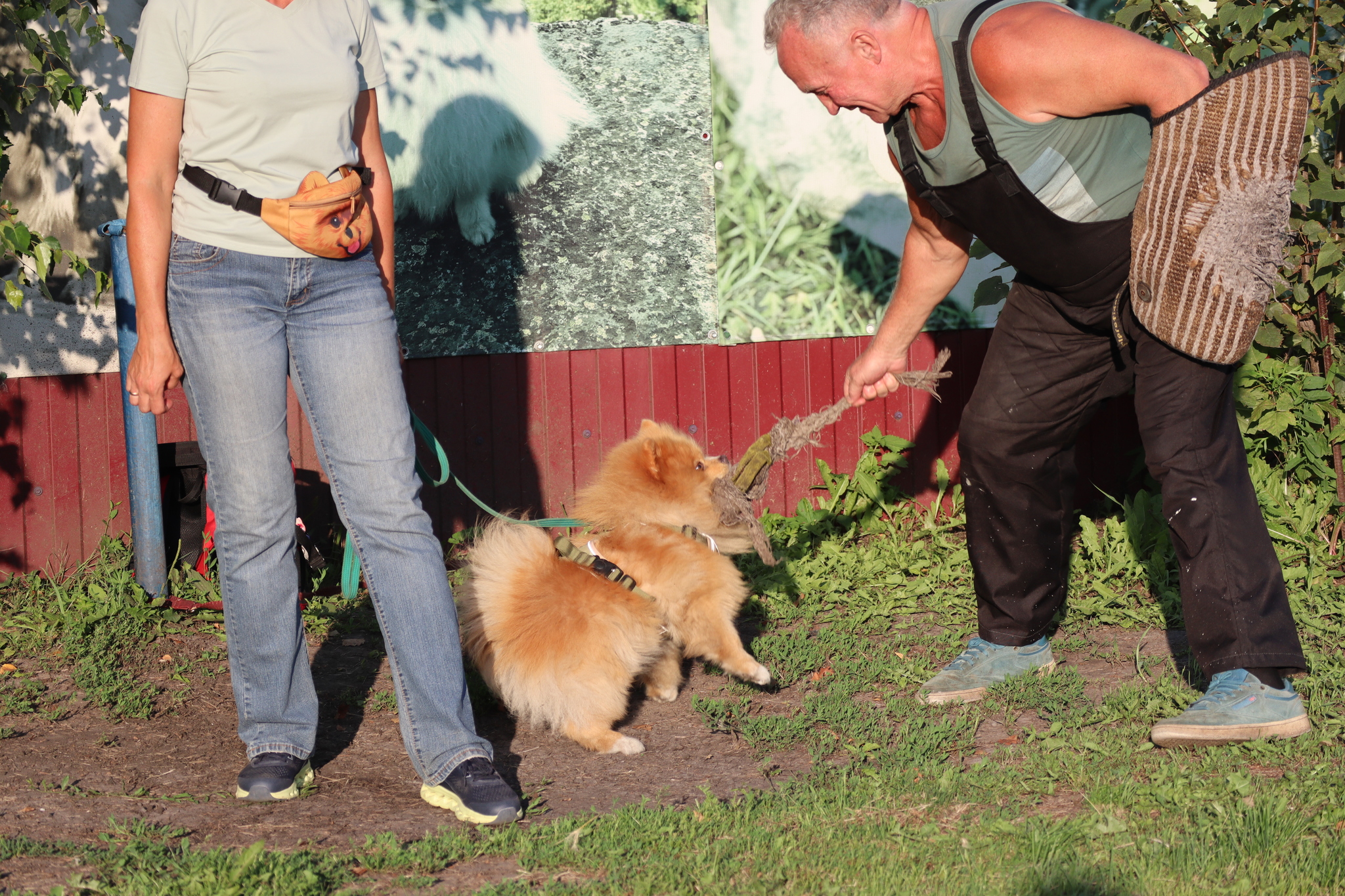 Dog training in Omsk - OCSSSS 07/29/2026 - Puppies, Friends, Omsk, Training, Г“Г±Г±Г±