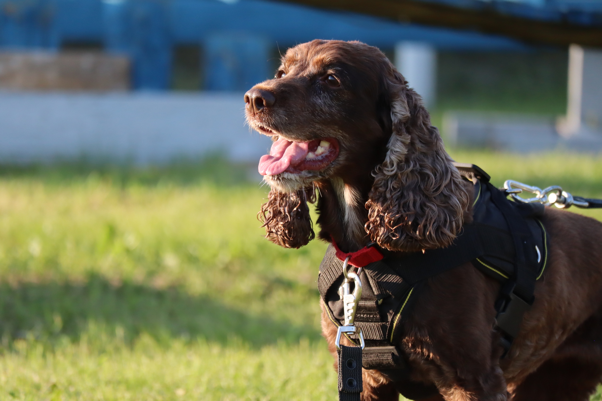 Dog training in Omsk - OCSSSS 07/29/2026 - Puppies, Friends, Omsk, Training, Г“Г±Г±Г±