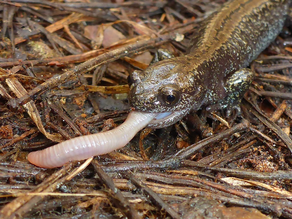The Siberian salamander. It invented cryosleep before any other science fiction writer. - Series Amphibians, My, Rare view, Nature, Amazing, wildlife, Amphibian, Amphibians, Freezing, Cryogenic freezing, Longpost