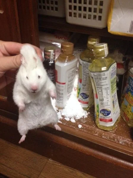 This one won't get off with a suspended sentence - Rat, Theft, Red-handed, Suspended sentence, Funny animals, The photo, Hamster
