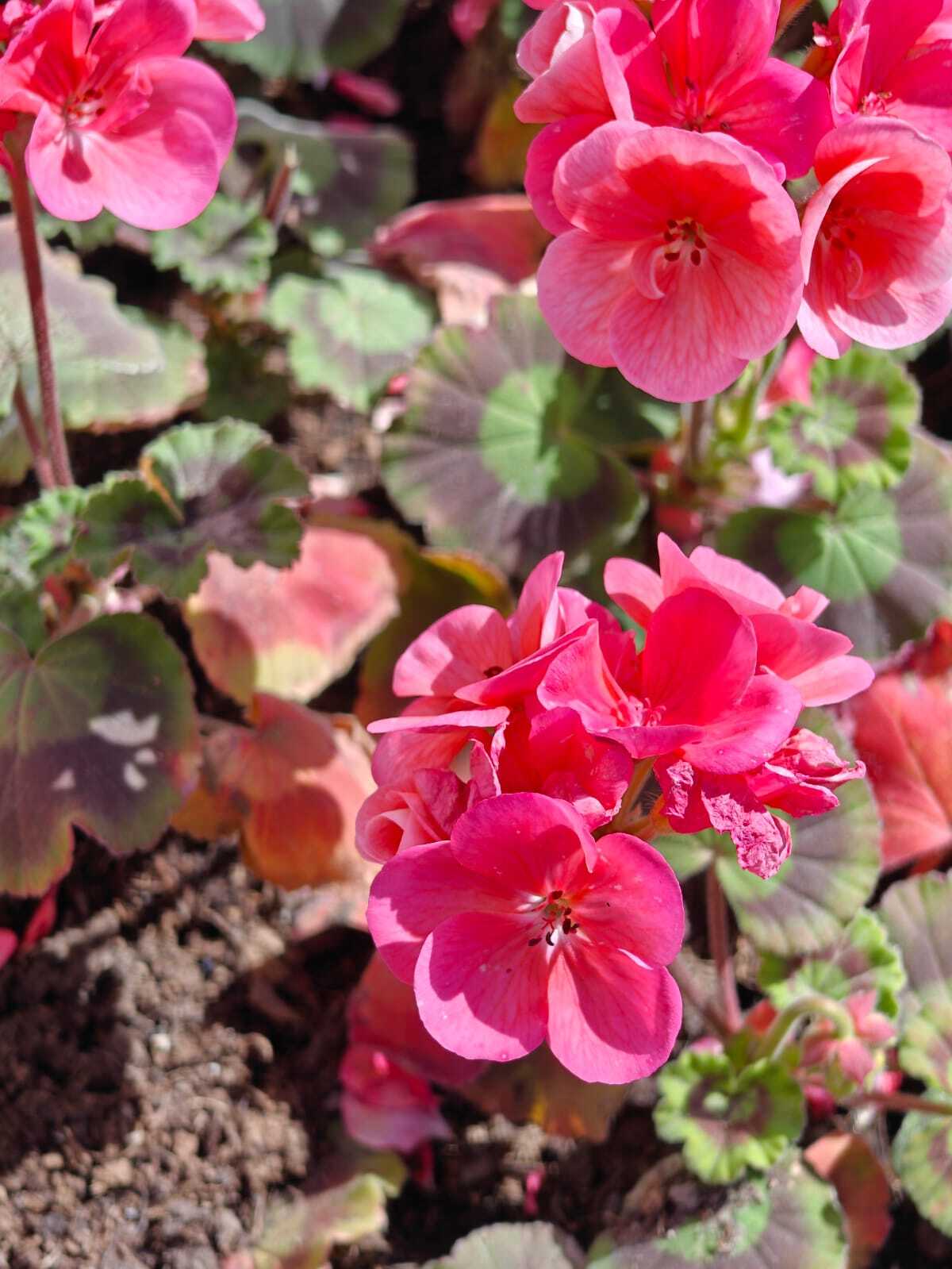 Geranium - My, Almaty, Geranium, Flowers, City walk, Bloom