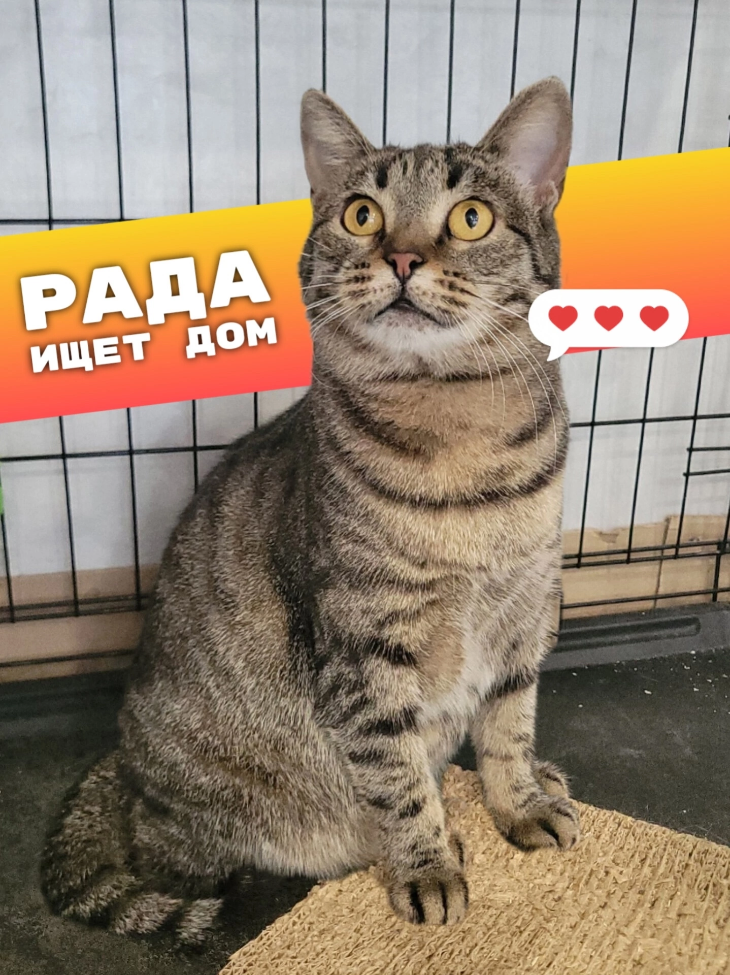 Rada from Zadonsk: the age of the perfect balance between playfulness and wisdom - cat, In good hands, Moscow, Saint Petersburg, Voronezh, Lipetsk, Telegram (link), Longpost
