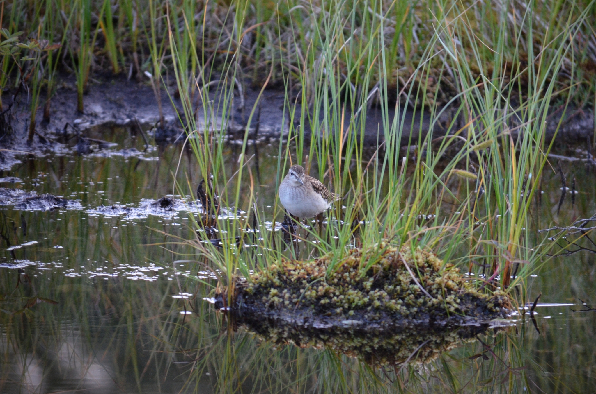 I was recently walking by the lake and came across this cute bird. - My, Wood sandpiper, Sandpiper, Birds, wildlife, North, Summer, Longpost