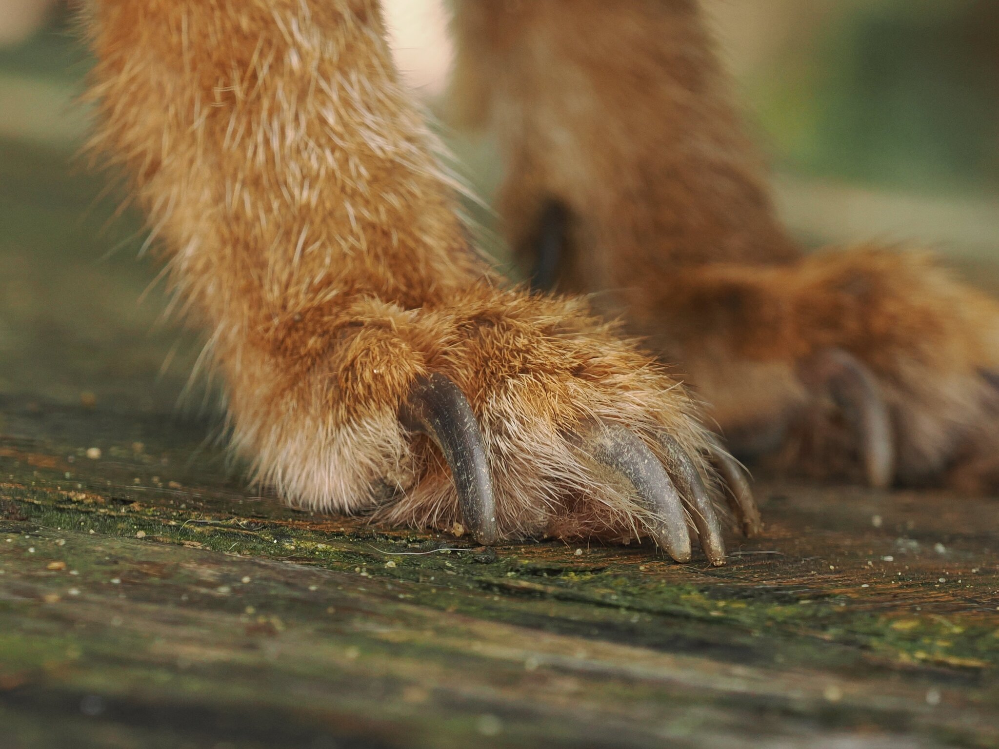 Claws - Series Collect the fox
, Fox, Canines, Animals, Wild animals, Claws, The photo, Mammals, In the animal world