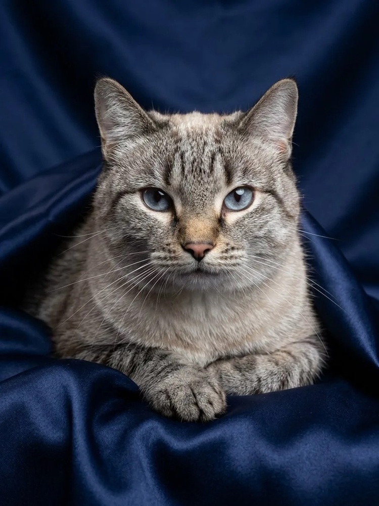 Affectionate blue-eyed Thai cat Denmark in good hands - Thai cat, Siamese cat, Snowshoe, cat, No rating, Moscow, Shelter, Good league, Homeless animals, In good hands, Longpost