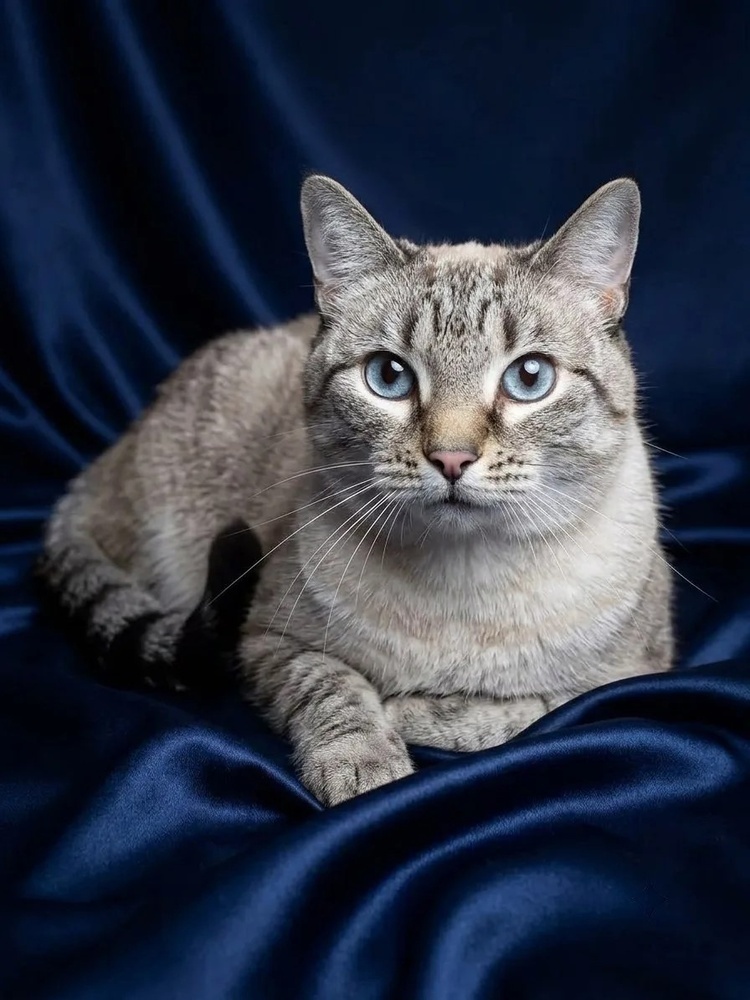 Affectionate blue-eyed Thai cat Denmark in good hands - Thai cat, Siamese cat, Snowshoe, cat, No rating, Moscow, Shelter, Good league, Homeless animals, In good hands, Longpost