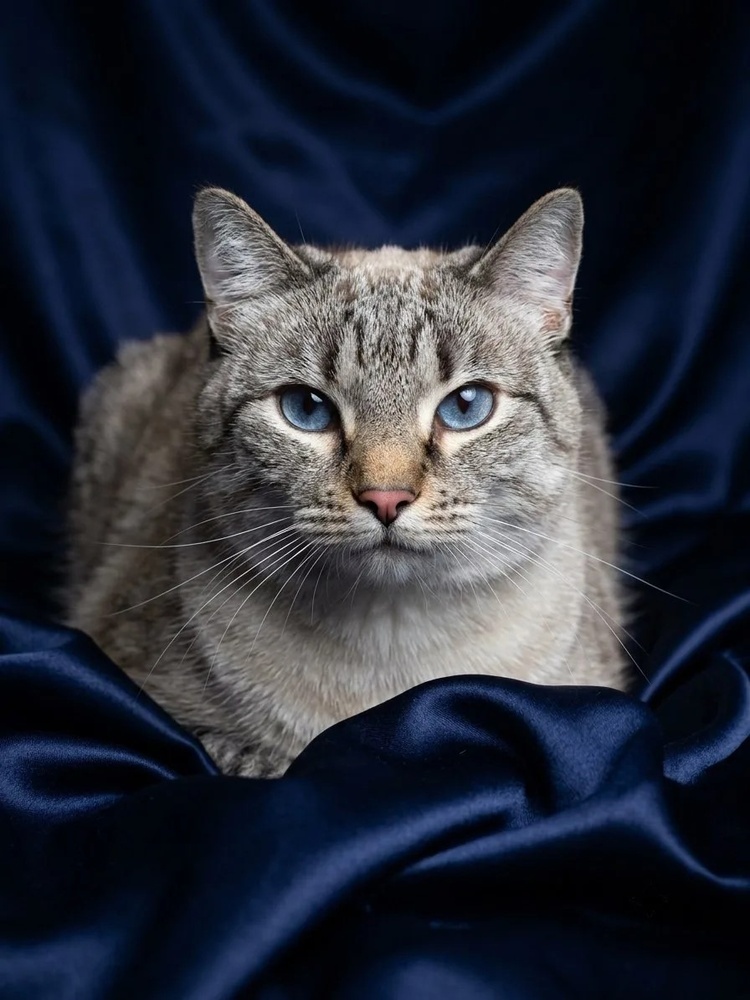 Affectionate blue-eyed Thai cat Denmark in good hands - Thai cat, Siamese cat, Snowshoe, cat, No rating, Moscow, Shelter, Good league, Homeless animals, In good hands, Longpost