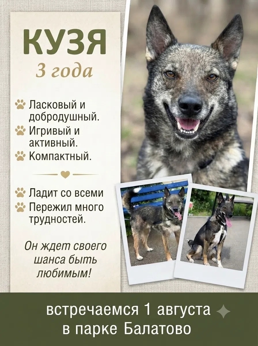 Tomorrow, August 1st, come to Balatovo Park – there will be a real celebration for those who are partial to tails and ears. - Series MP Perm trapping
, Shelter, Kindness, Overexposure, Volunteering, Dog, Dog lovers, Longpost