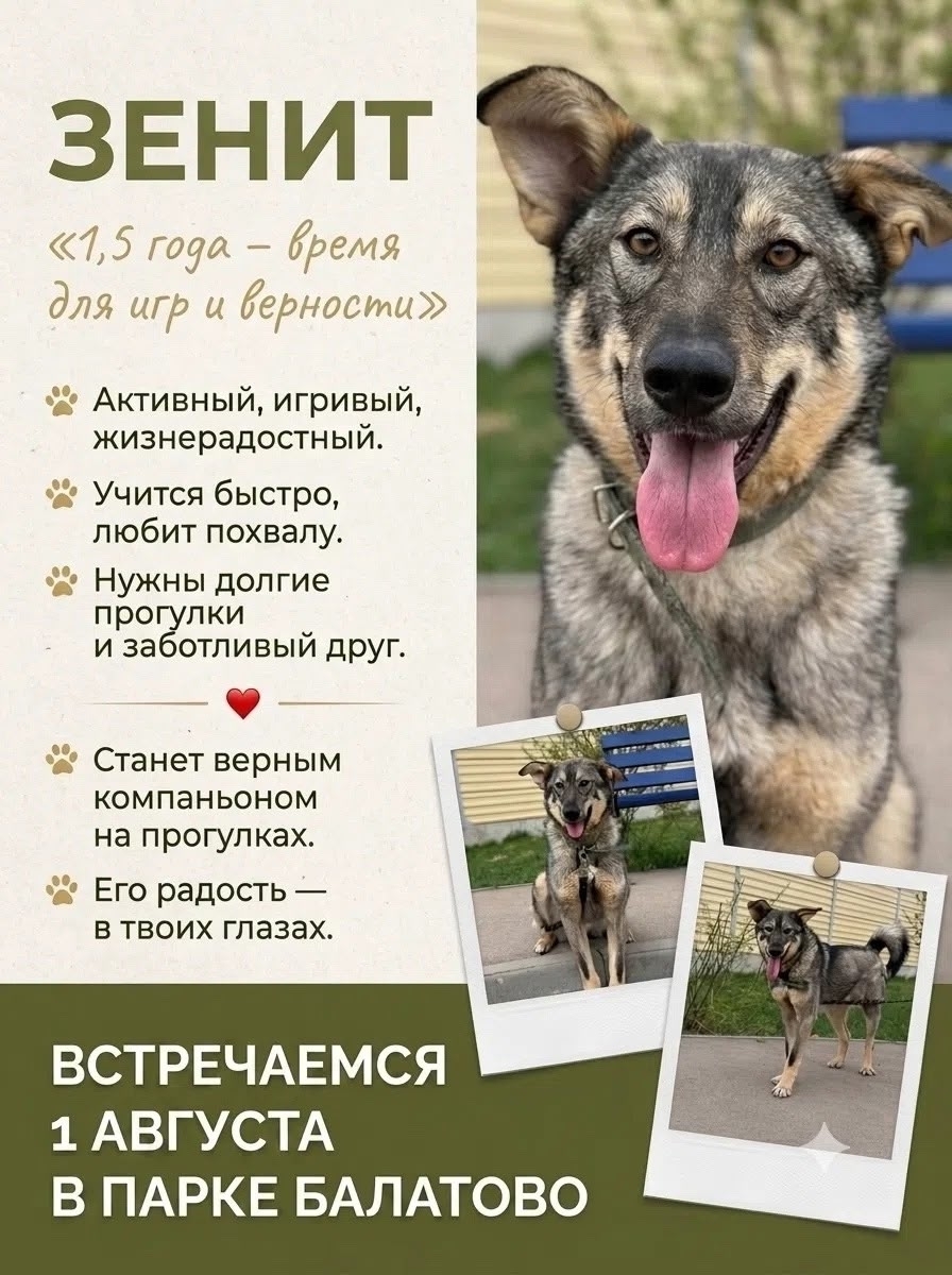 Tomorrow, August 1st, come to Balatovo Park – there will be a real celebration for those who are partial to tails and ears. - Series MP Perm trapping
, Shelter, Kindness, Overexposure, Volunteering, Dog, Dog lovers, Longpost
