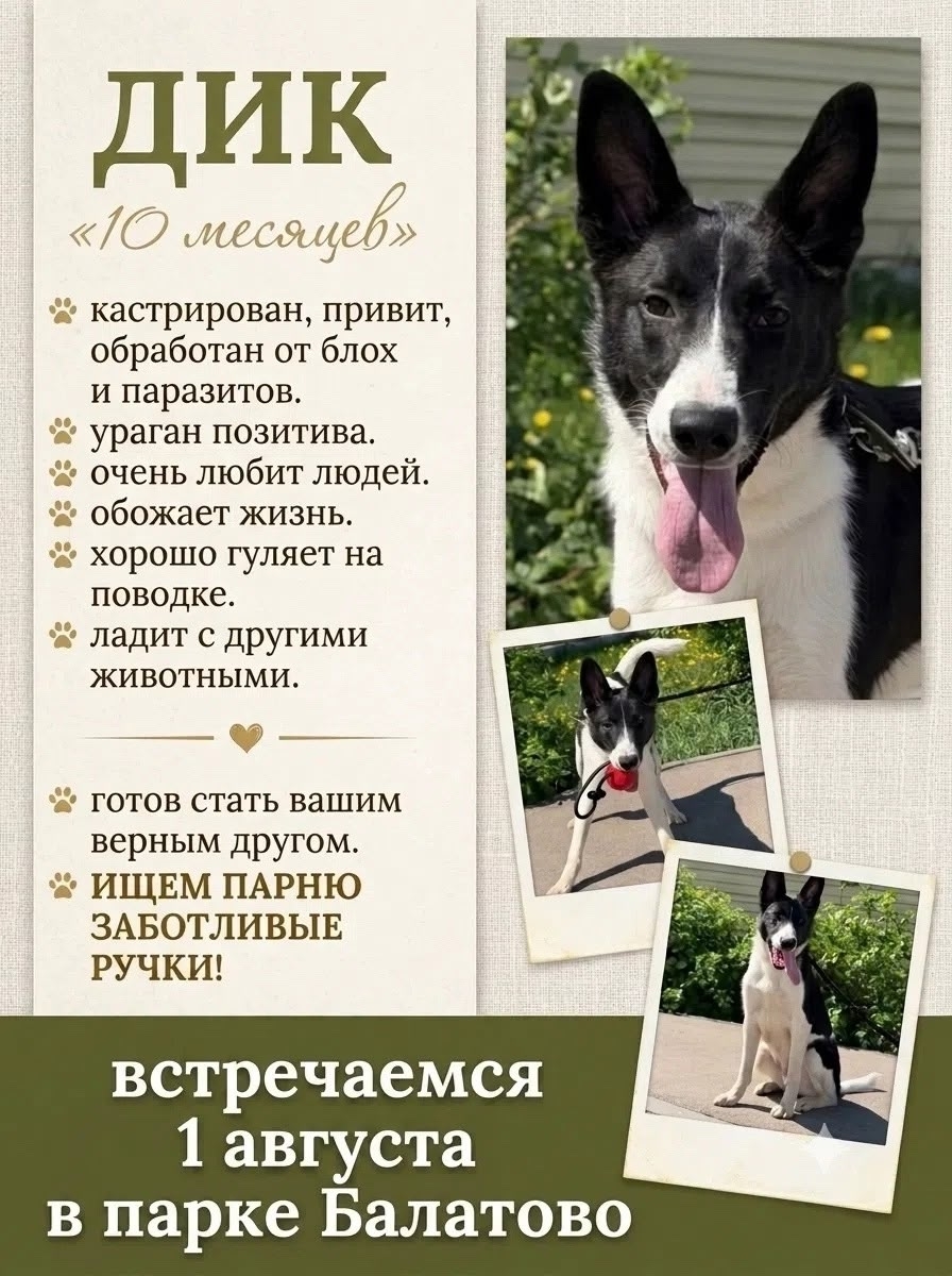 Tomorrow, August 1st, come to Balatovo Park – there will be a real celebration for those who are partial to tails and ears. - Series MP Perm trapping
, Shelter, Kindness, Overexposure, Volunteering, Dog, Dog lovers, Longpost