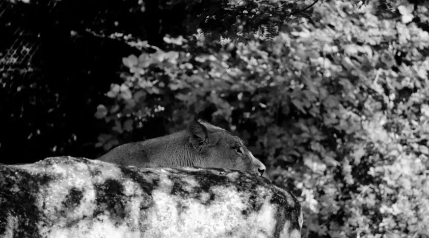A lion killed a lioness in a Croatian zoo - they were brought there for breeding. - Series Lions, a lion, Lioness, Negative, Wild animals, Killing an animal, Zagreb, Zoo, Croatia, Predatory animals, Big cats, Cat family, Sorrow