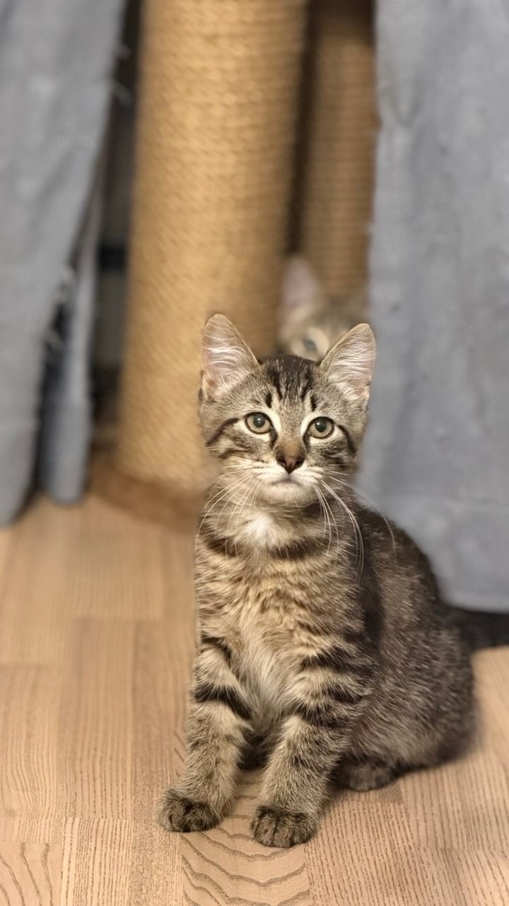 A kitten urgently needs a home; foster care is ending. St. Petersburg. - Series Cats in search of a home  St Petersburg  2026, No rating, In good hands, Good league, Animal Rescue, Saint Petersburg, cat, Kittens, Overexposure, Homeless animals, Helping animals, Cat lovers, Longpost