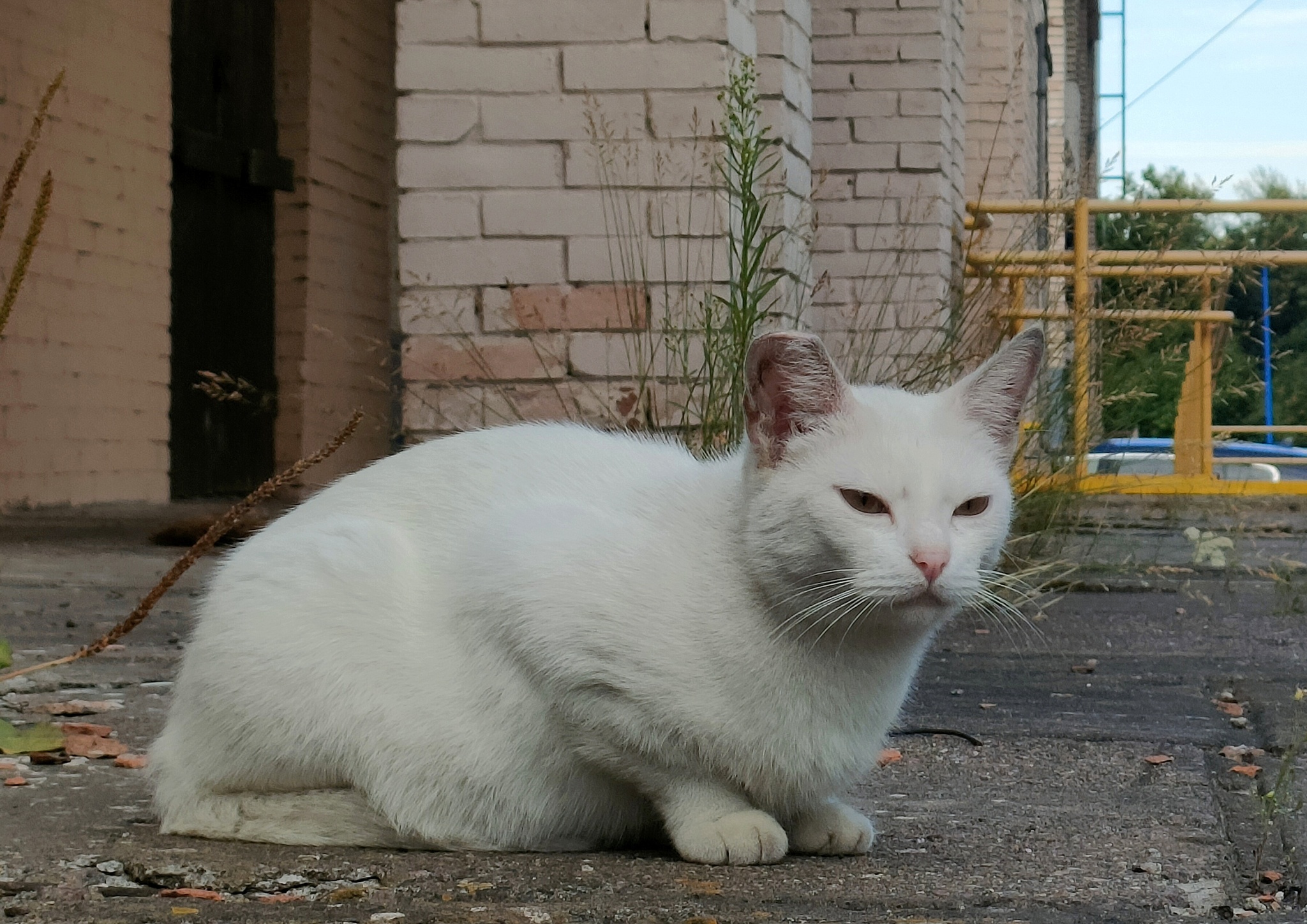 Always Ready to Feed Cats! - My, Animals, cat, Milota, Homeless animals, Cat family, Cat's food, Volunteering, Fat cats, Video, Short videos, Longpost
