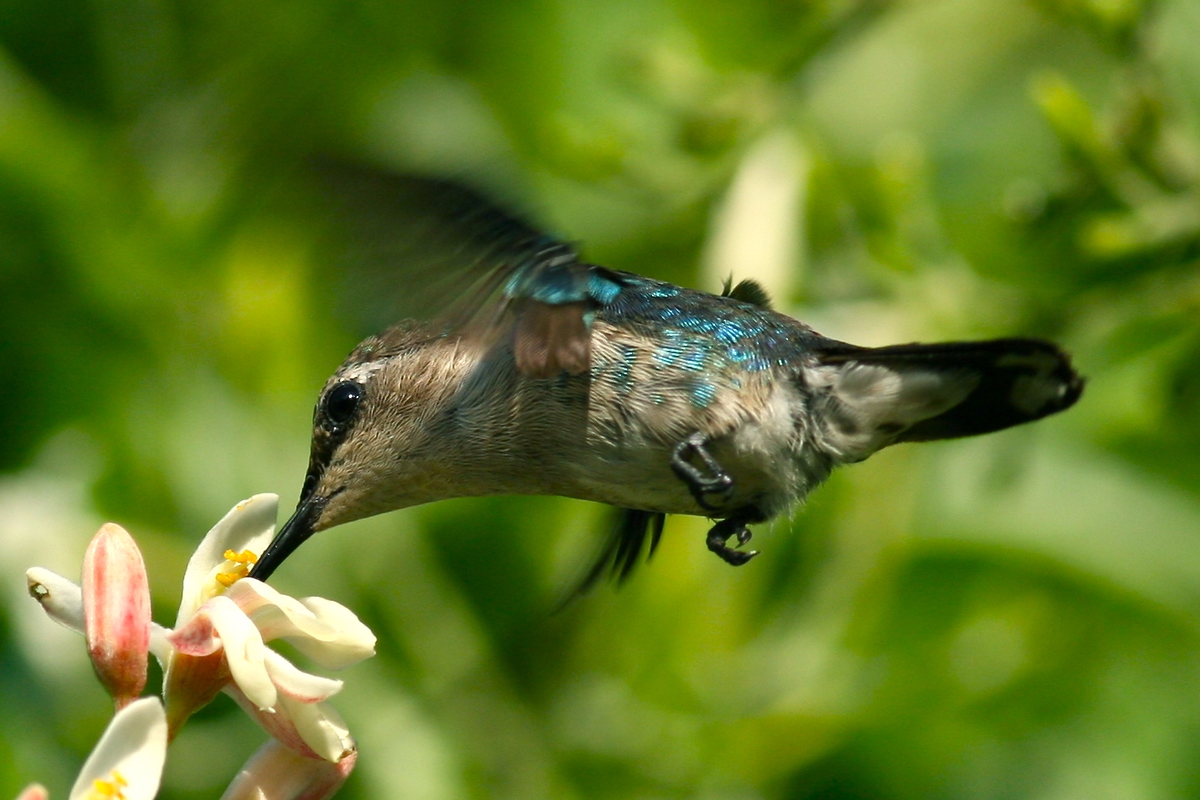 Bee Hummingbird: Degraded to the level of a bug. Why did the bird weigh 2 grams? - Hummingbird, Birds, Animals, Wild animals, Zen, Yandex Zen, Yandex Zen (link), Longpost