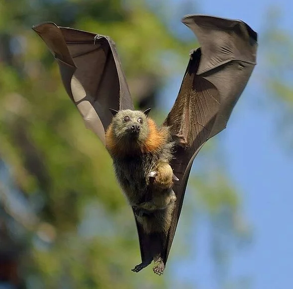 Taxi Moms and Navigation Basics Training - Series Did you know , My, Biology, Informative, Facts, Nature, Animals, Nauchpop, In the animal world, Amazing, Astonishment, Mammals, Bats, Bat, Bats, Video, Vertical video, Short videos, Longpost