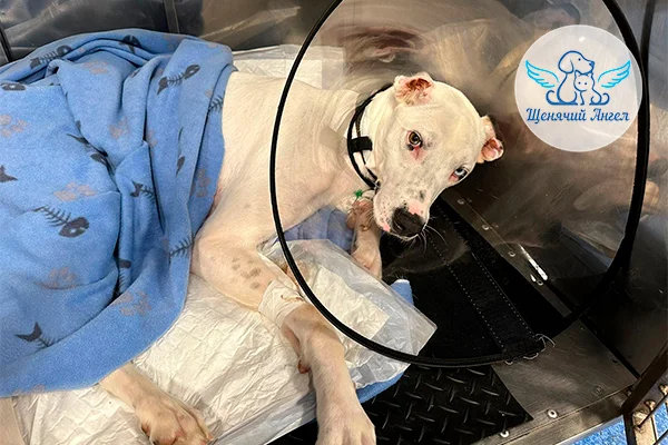 Veterinary Miracles: Breathtaking Rescue Stories - Charity, Homeless animals, Animal shelter, Good deeds, Shelter, Volunteering, Longpost