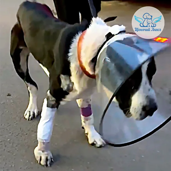Veterinary Miracles: Breathtaking Rescue Stories - Charity, Homeless animals, Animal shelter, Good deeds, Shelter, Volunteering, Longpost