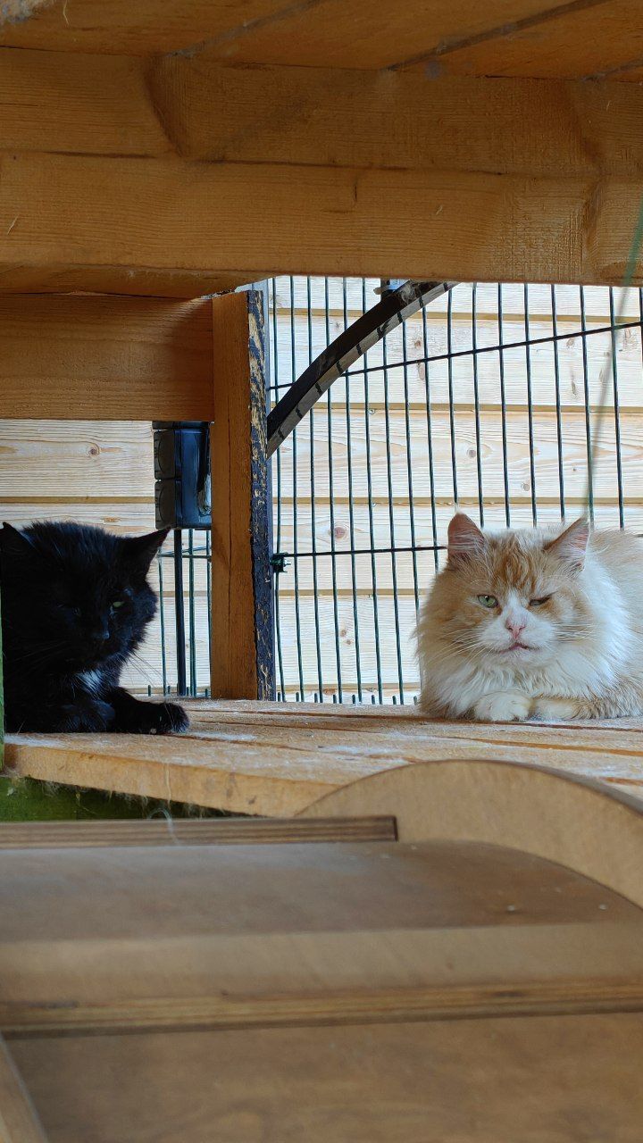 The cats are brothers. Gruzd is an old cat from the dacha. Ryzh is an old abandoned cat who was hit by a car. - My, Helping animals, Animal Rescue, cat, Old age, Dacha, Longpost