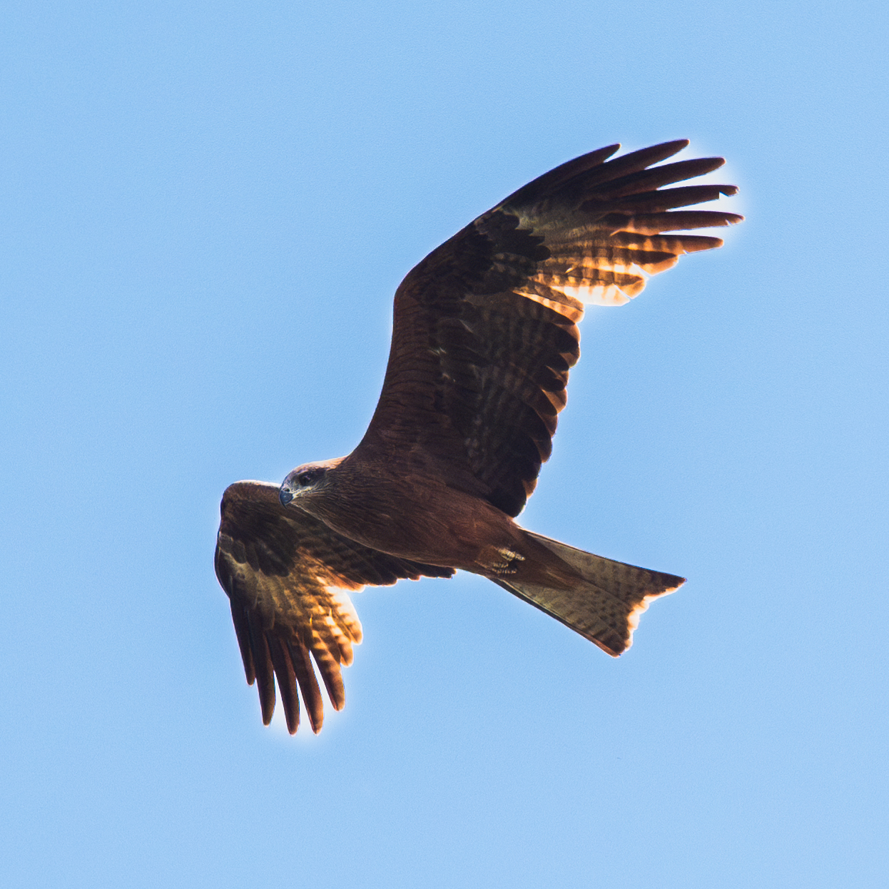 Black kite - My, Nikon, Kite, Black Kite, Bashkortostan, Birds, The photo, The nature of Russia