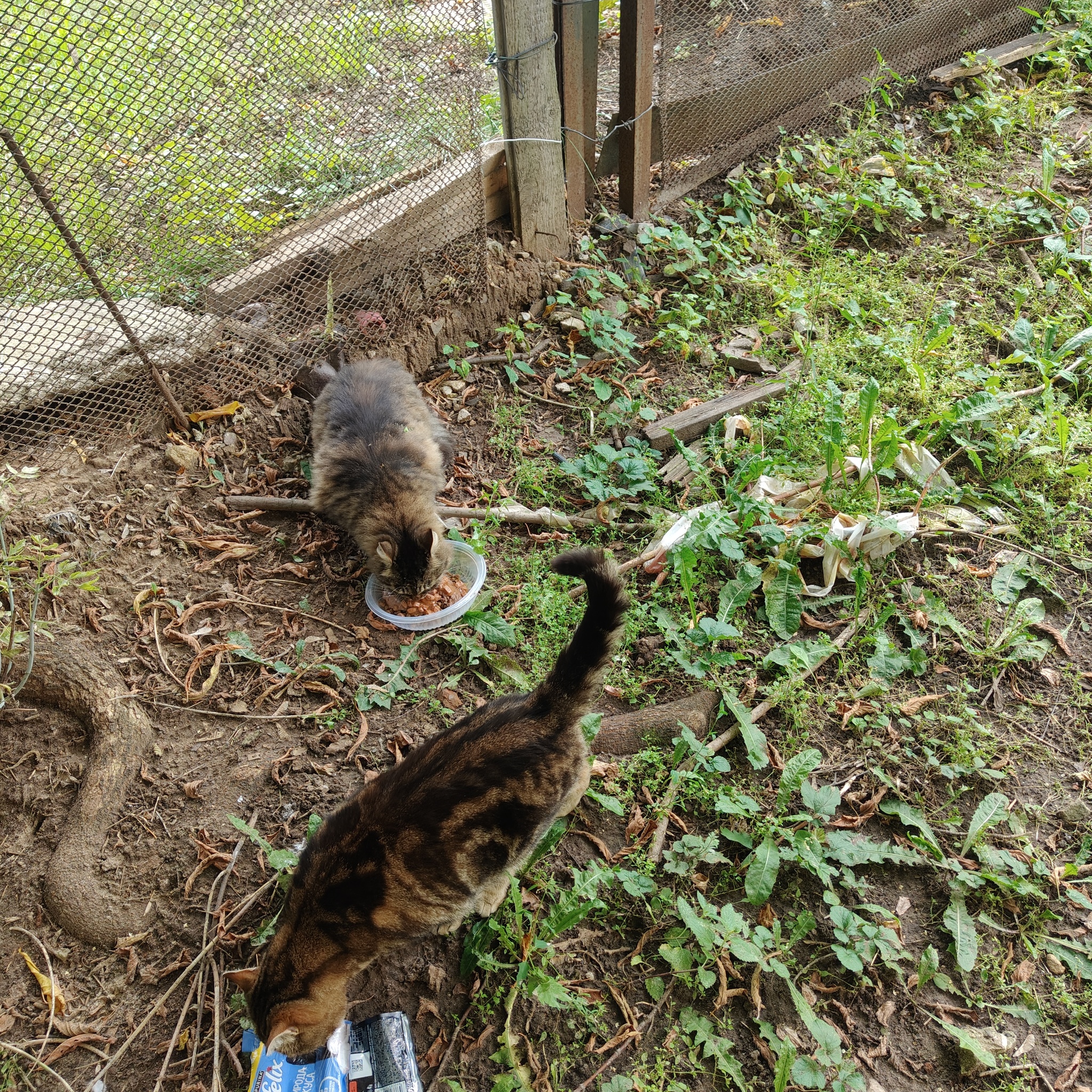 They respond with pleasure to the magical kiss-kiss) - Series I feed cats on the street, My, cat, Homeless animals, Cat lovers, Helping animals