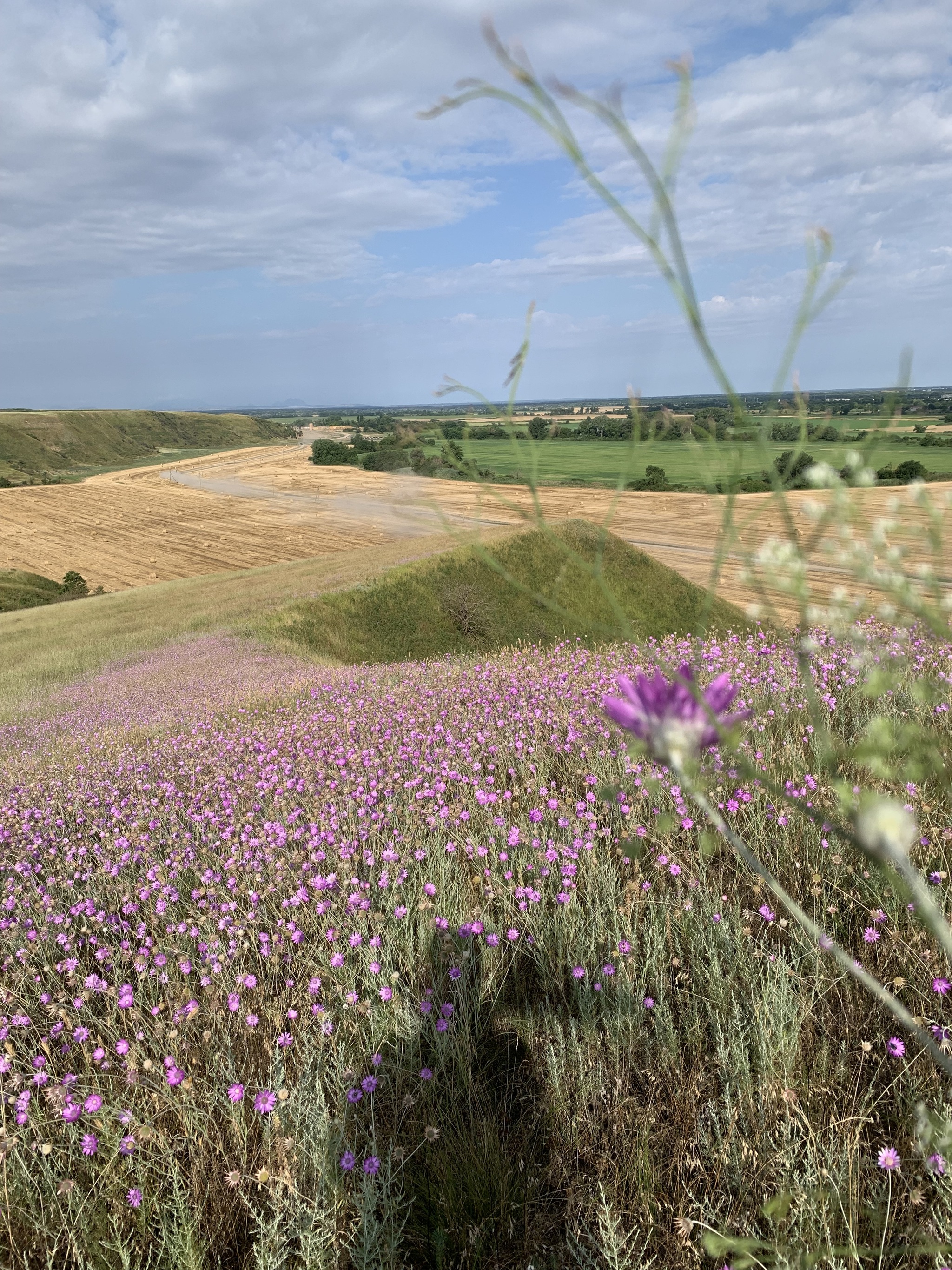 Summer 2026 - My, Wildflowers, The photo, Beautiful view, Summer, Longpost, Stavropol region, Sky