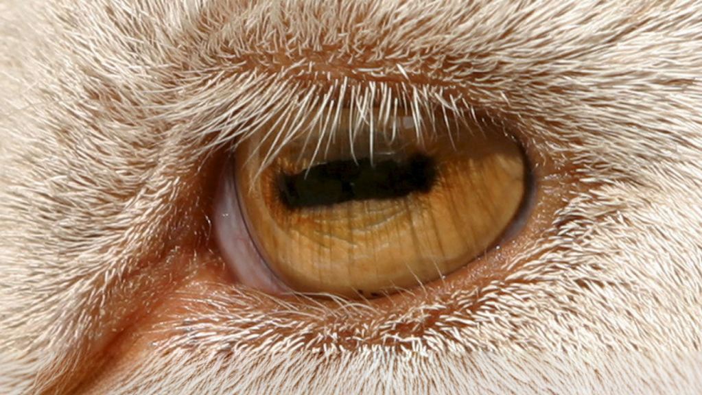 Why does a goat have a rectangular pupil? - Goat, Pupils, Animals, Wild animals, Artiodactyls, Ungulates, Mammals, Zen, Yandex Zen, Yandex Zen (link), Longpost