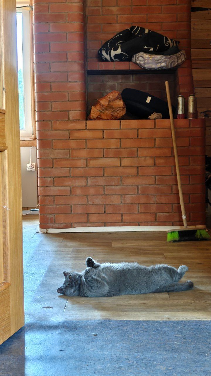 The cloud sleeps, cleaning is in progress - My, cat, Animal Rescue, Helping animals, Short videos, Vertical video, Animals, Video, Longpost
