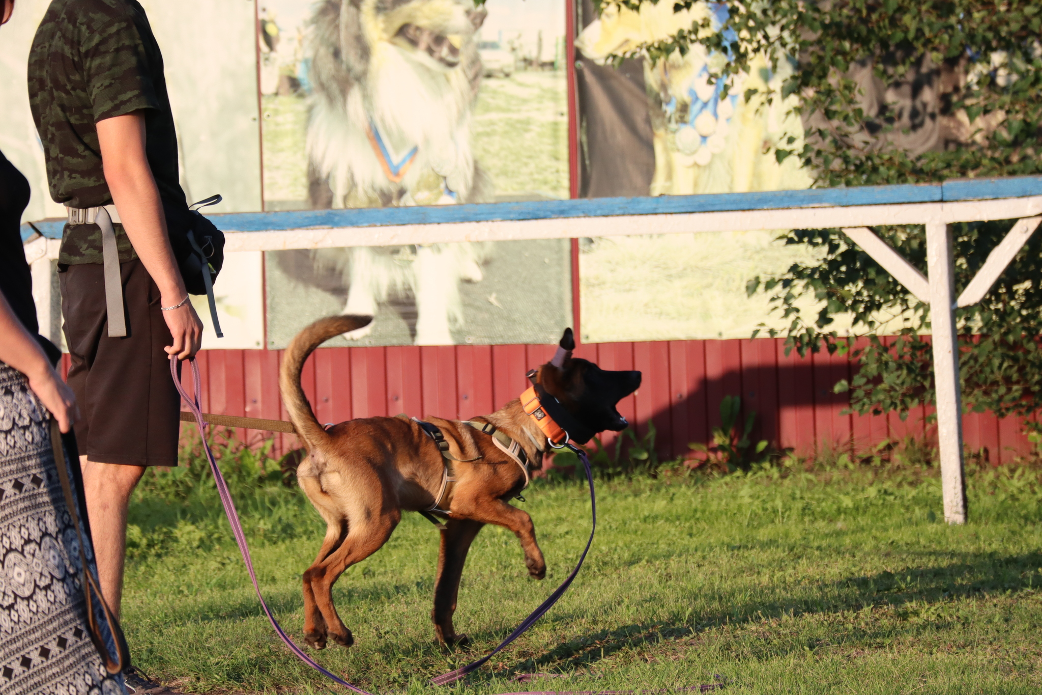 Dog training in Omsk - OCSSSS 07/29/2026 - Puppies, Friends, Omsk, Training, Г“Г±Г±Г±