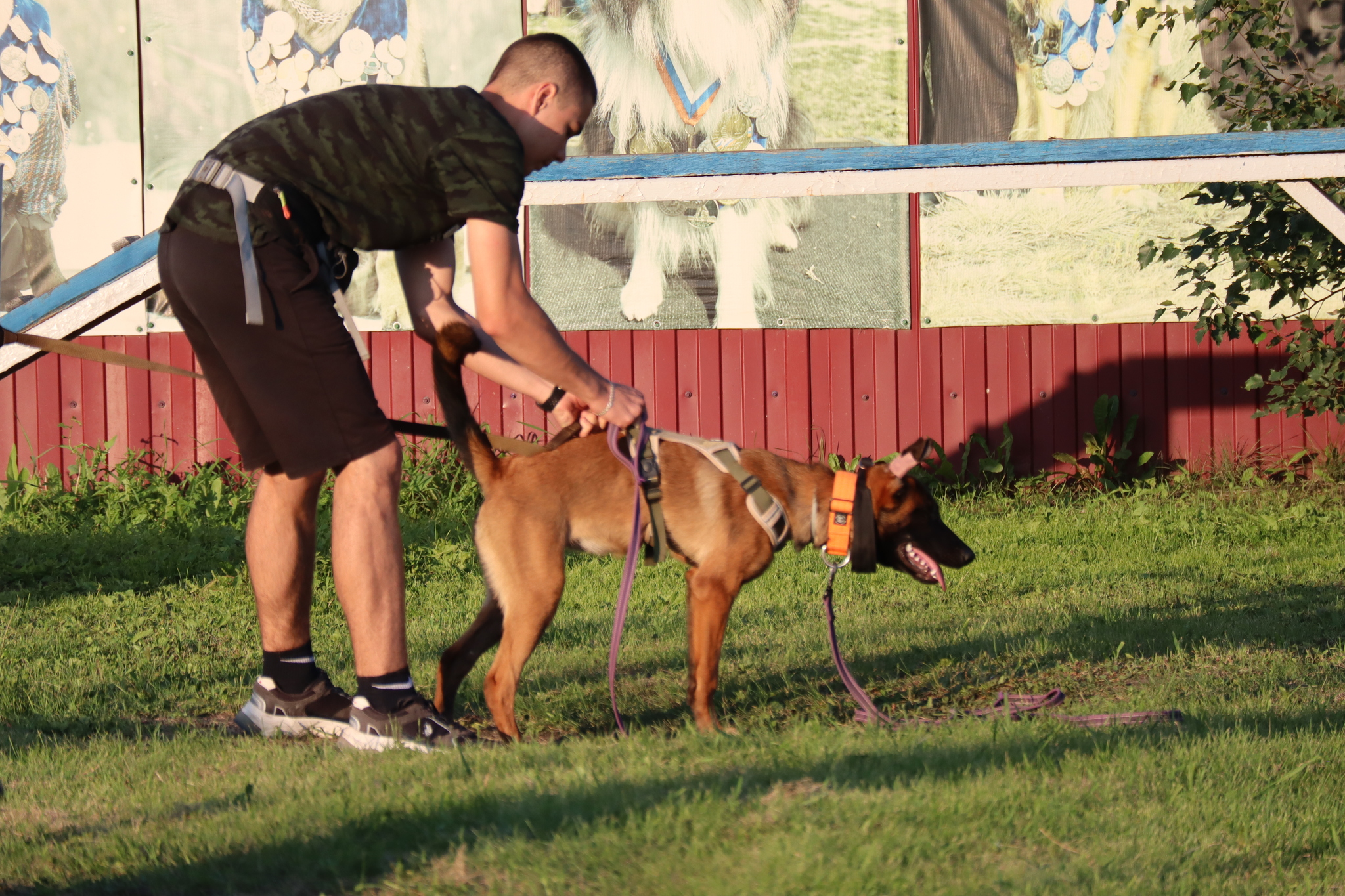 Dog training in Omsk - OCSSSS 07/29/2026 - Puppies, Friends, Omsk, Training, Г“Г±Г±Г±