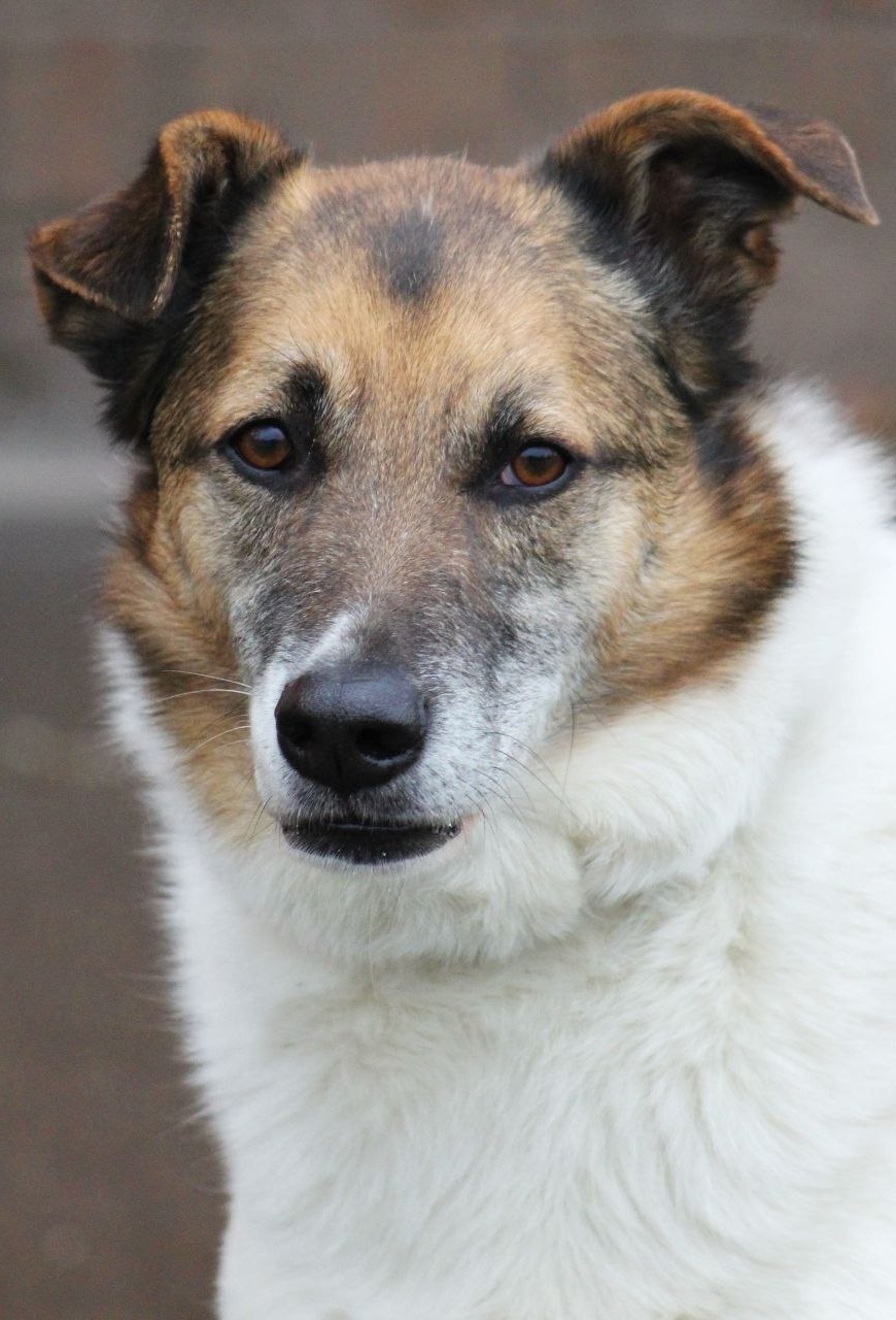 Last chance for Amurka - Series Dogs and puppies looking for a home, Overexposure, Shelter, Volunteering, In good hands, Good league, Good deeds, Homeless animals, Charity, Moscow region, Kindness, Moscow, Dolgoprudny, Dog, Dog lovers, Longpost