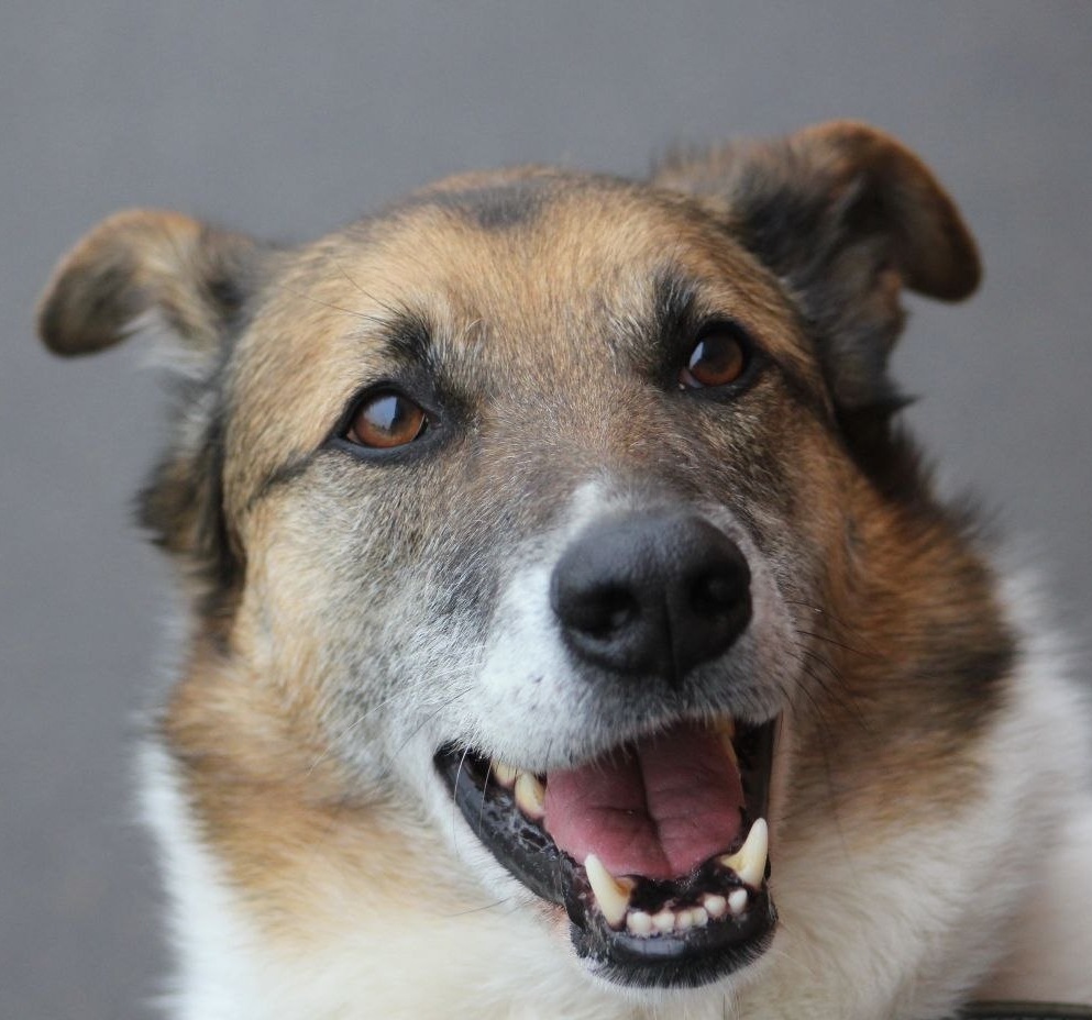 Last chance for Amurka - Series Dogs and puppies looking for a home, Overexposure, Shelter, Volunteering, In good hands, Good league, Good deeds, Homeless animals, Charity, Moscow region, Kindness, Moscow, Dolgoprudny, Dog, Dog lovers, Longpost