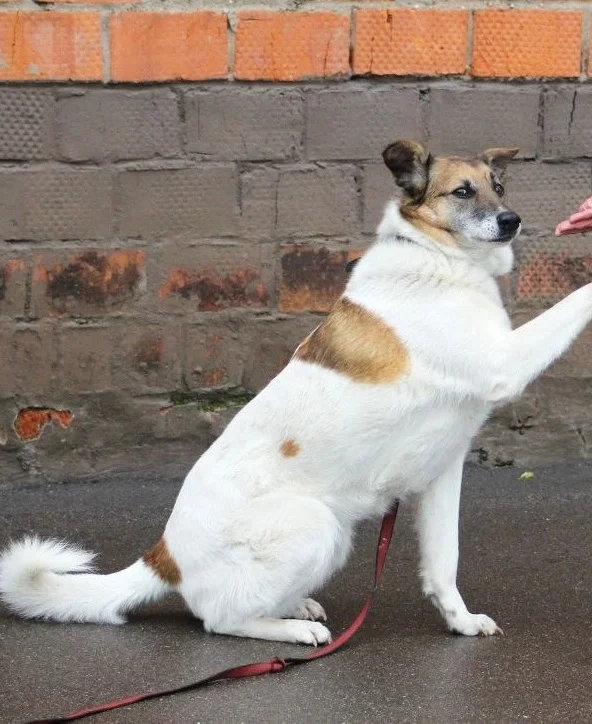 Last chance for Amurka - Series Dogs and puppies looking for a home, Overexposure, Shelter, Volunteering, In good hands, Good league, Good deeds, Homeless animals, Charity, Moscow region, Kindness, Moscow, Dolgoprudny, Dog, Dog lovers, Longpost