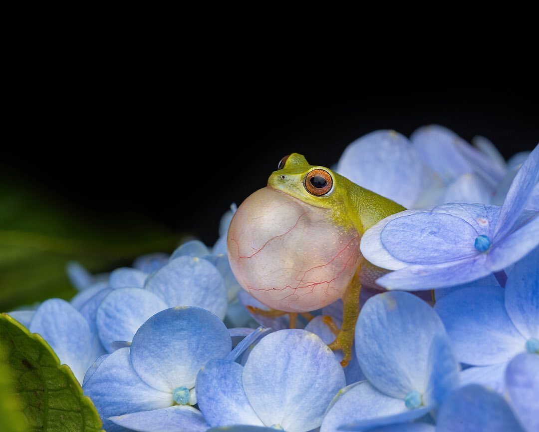 Beddom's Paddlefoot - Endemic, Frogs, Amphibians, Wild animals, wildlife, India, The photo