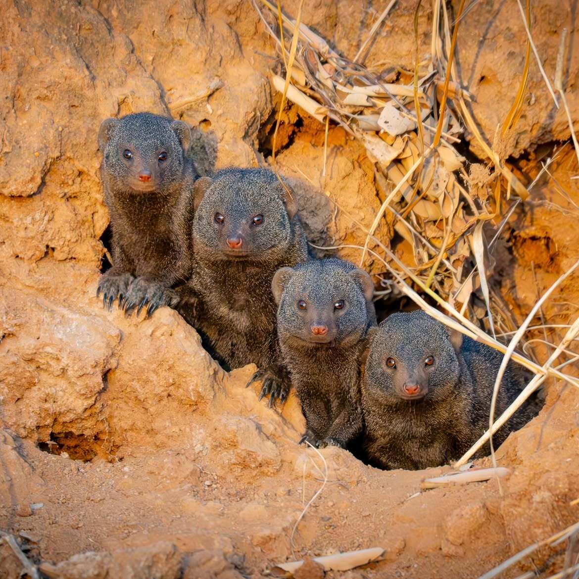 Brigade - Mongoose, Predatory animals, Wild animals, wildlife, Reserves and sanctuaries, South Africa, The photo