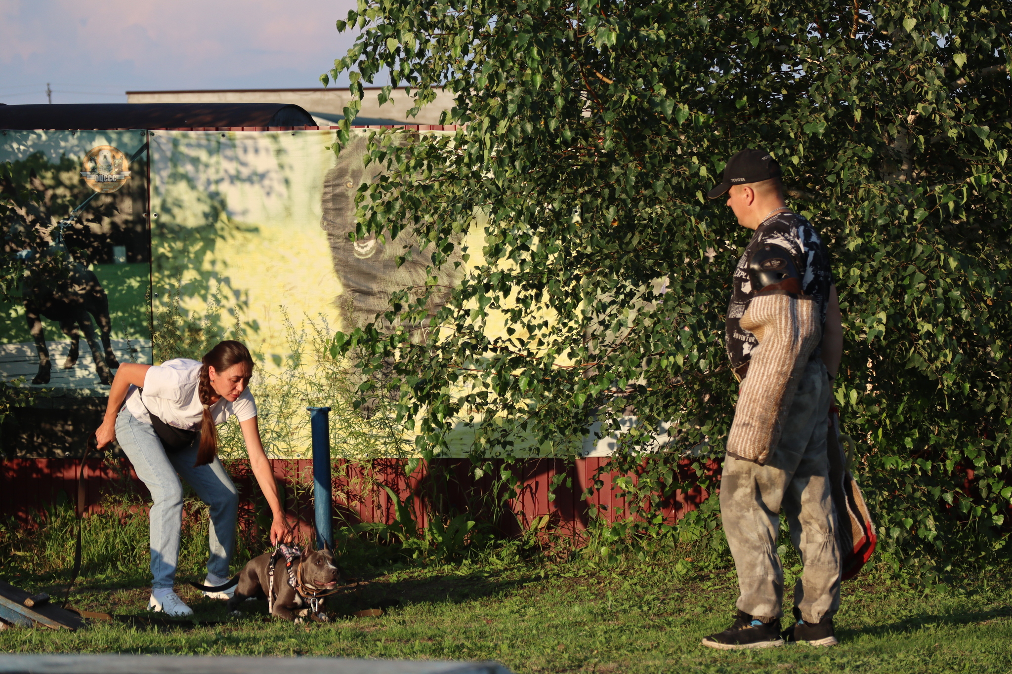 Dog training in Omsk - OCSSSS 07/29/2026 - Puppies, Friends, Omsk, Training, Г“Г±Г±Г±