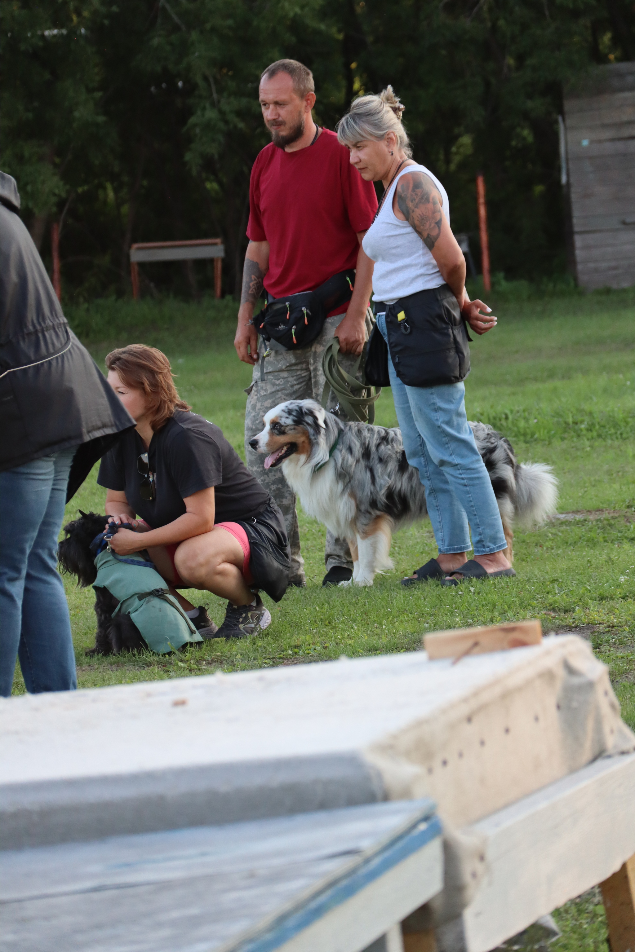 Dog training in Omsk - OCSSSS 07/29/2026 - Puppies, Friends, Omsk, Training, Г“Г±Г±Г±