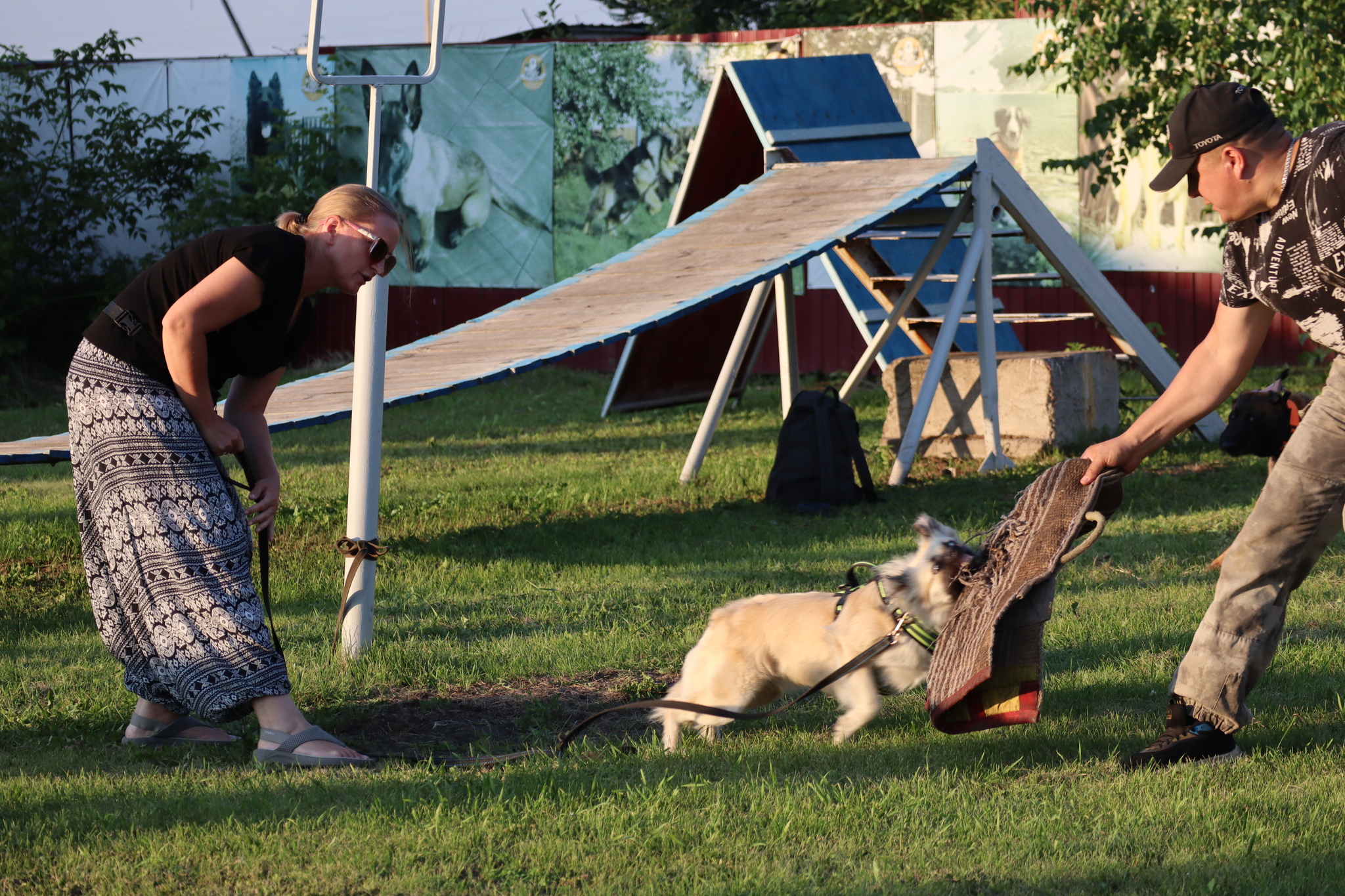 Dog training in Omsk - OCSSSS 07/29/2026 - Puppies, Friends, Omsk, Training, Г“Г±Г±Г±