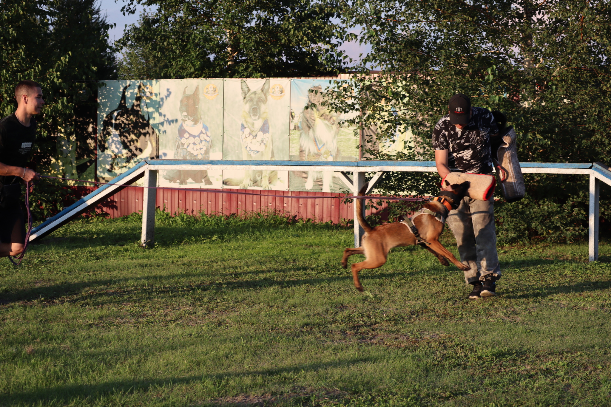Dog training in Omsk - OCSSSS 07/29/2026 - Puppies, Friends, Omsk, Training, Г“Г±Г±Г±