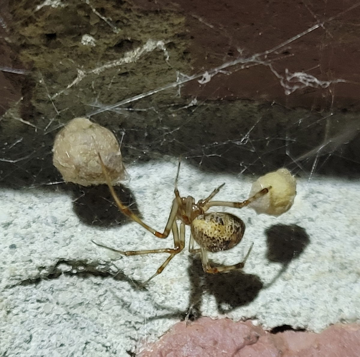 The House Spider: Everything You Need to Know About the Permanent Resident of Our Apartment Corners - Spider, Insects, Arthropods, Animals, Wild animals, Zen, Yandex Zen, Yandex Zen (link), Longpost