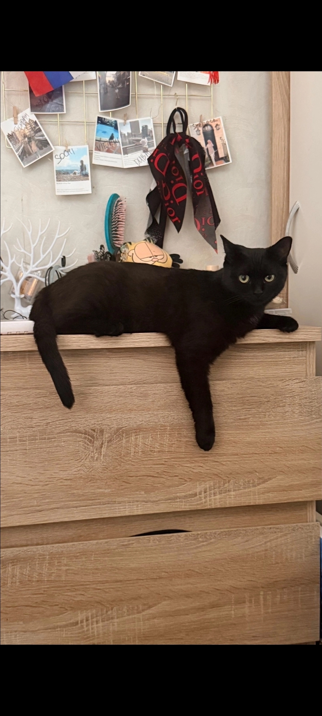 She became a real panther - My, cat, Shelter, House, Longpost
