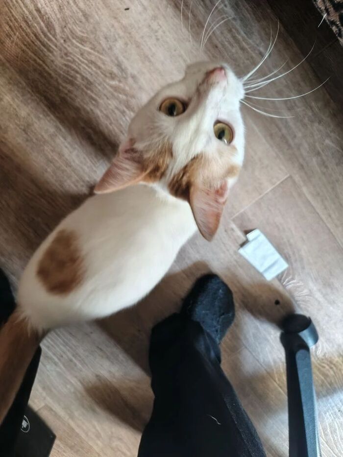 Котик из Екатеринбурга