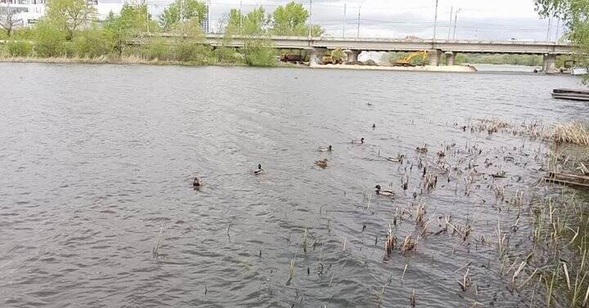 Sviyaga River. Ducks - Series Ulyanovsk, My, Travels, Vacation, Туристы, Ulyanovsk, Sviyaga, Duck, Drive, Interesting places, Leisure, Video, Video VK