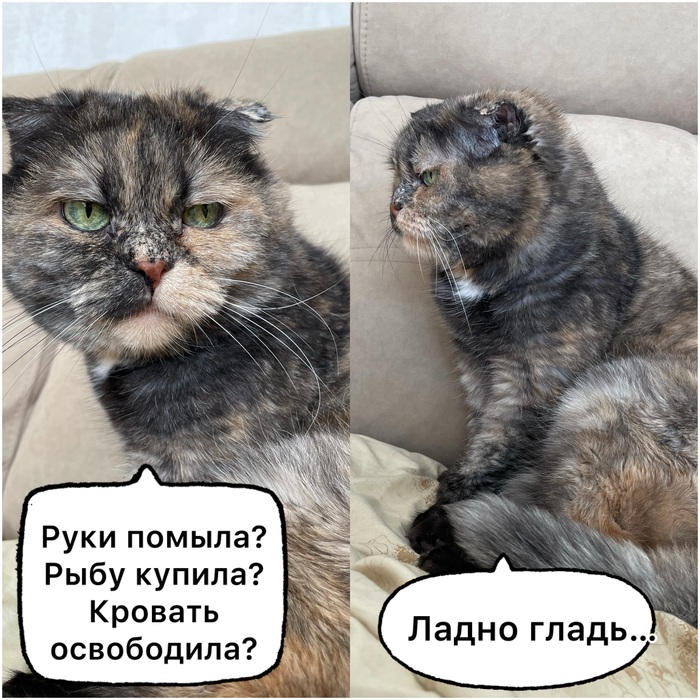 Моя кошка очень «любит», когда ее гладят