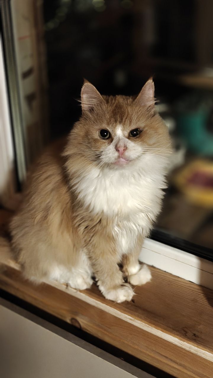 The faces of cats rescued mainly from summer cottages, who live with me - My, Helping animals, cat, Animal Rescue, Dacha, Animals, Pets, Longpost