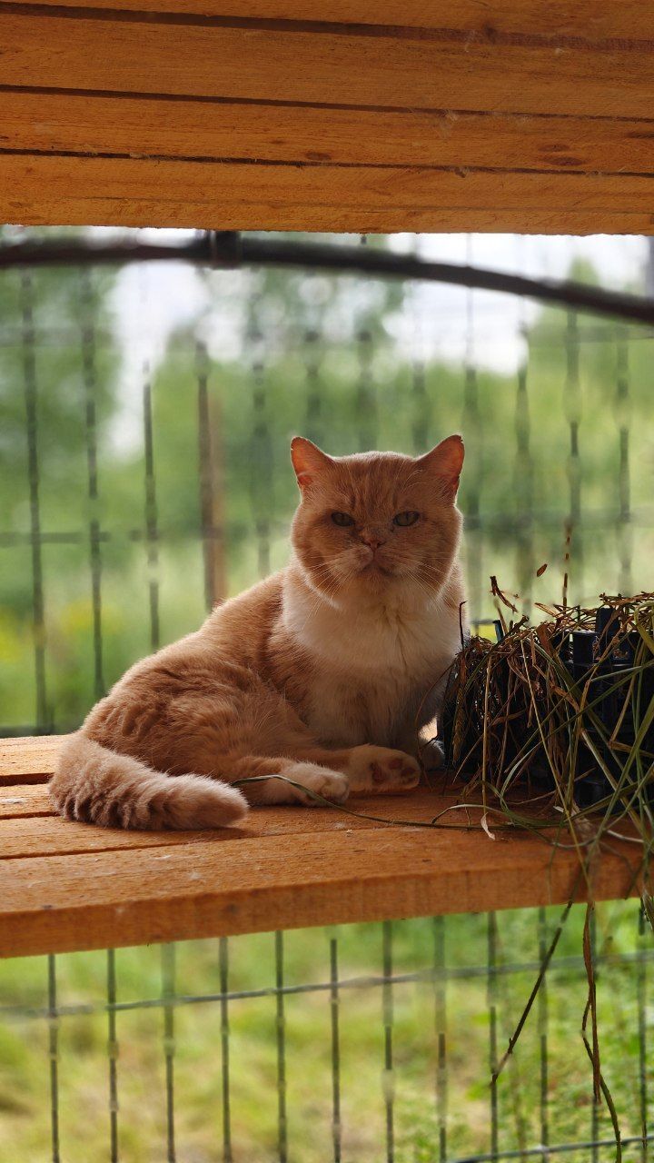 The faces of cats rescued mainly from summer cottages, who live with me - My, Helping animals, cat, Animal Rescue, Dacha, Animals, Pets, Longpost