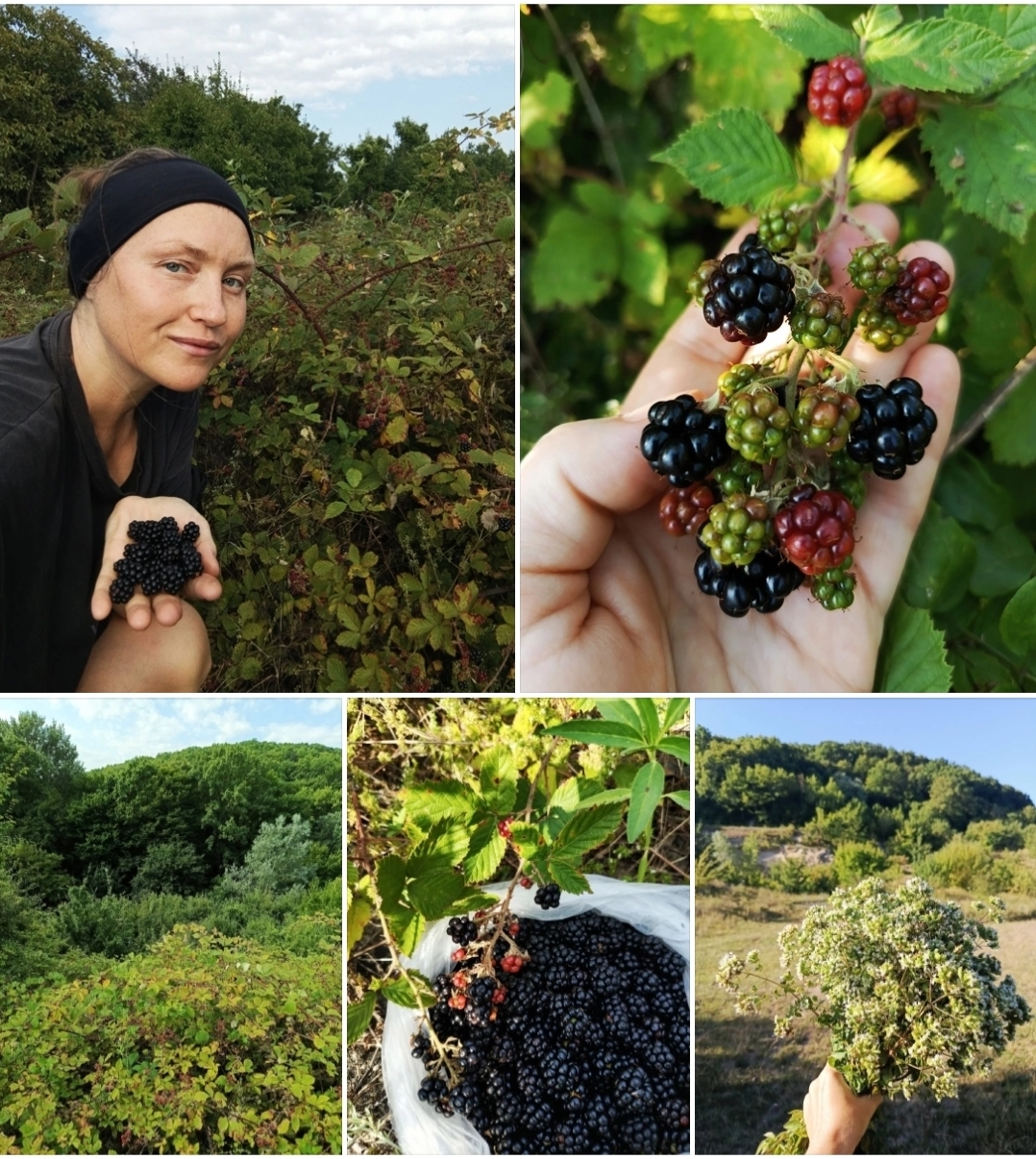 My morning walks are becoming more and more productive! - My, Nature, Morning, Berries, Blackberry, Gratitude, beauty, A life, Village, Rural life, Privacy, Calmness, Appeasement, Mobile photography, Greenery