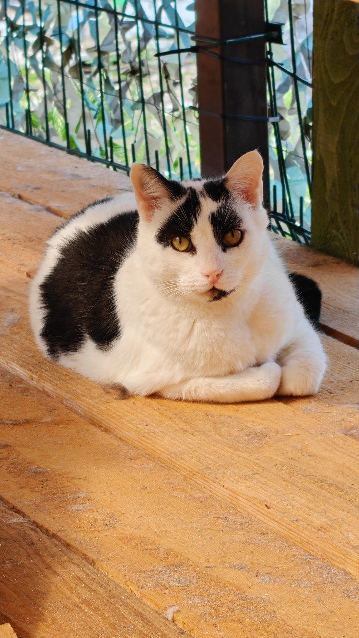 The faces of cats rescued mainly from summer cottages, who live with me - My, Helping animals, cat, Animal Rescue, Dacha, Animals, Pets, Longpost